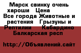 Марск свинку очень хароши › Цена ­ 2 000 - Все города Животные и растения » Грызуны и Рептилии   . Кабардино-Балкарская респ.